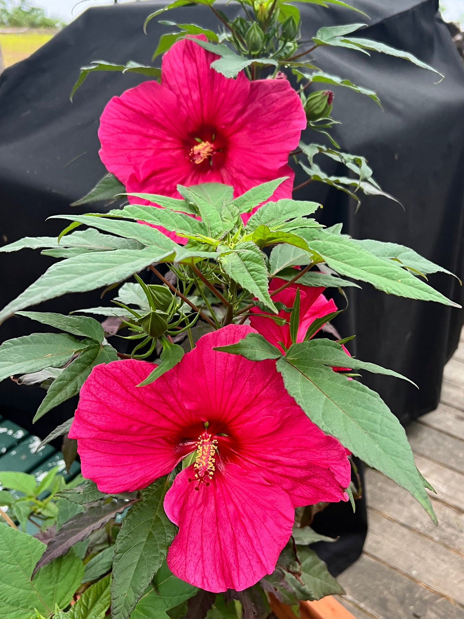 Blooming Goodness: Unveiling the Magic of Hibiscus Flowers!