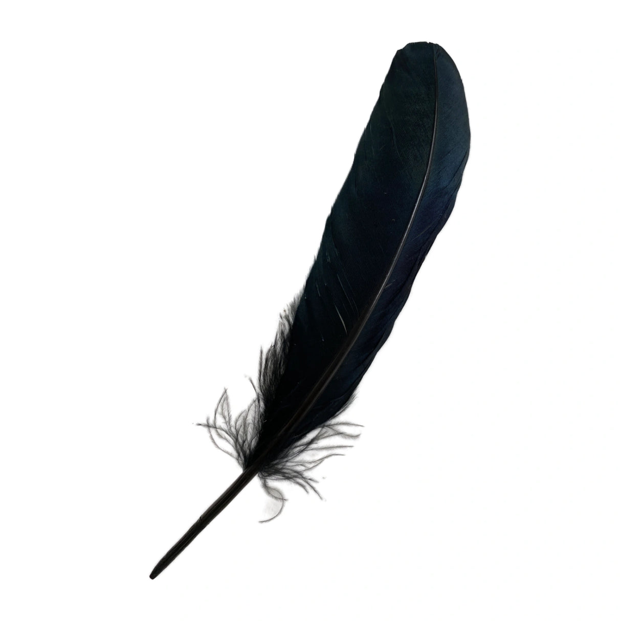 Black iridescent feather.