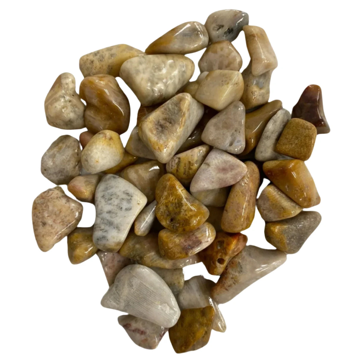 Tumbled fossilized coral stones in various shades of brown, beige, and white.