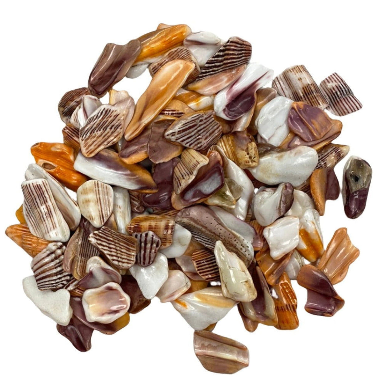 Lion Shell Tumbled - orange white seashells that have been tumbled