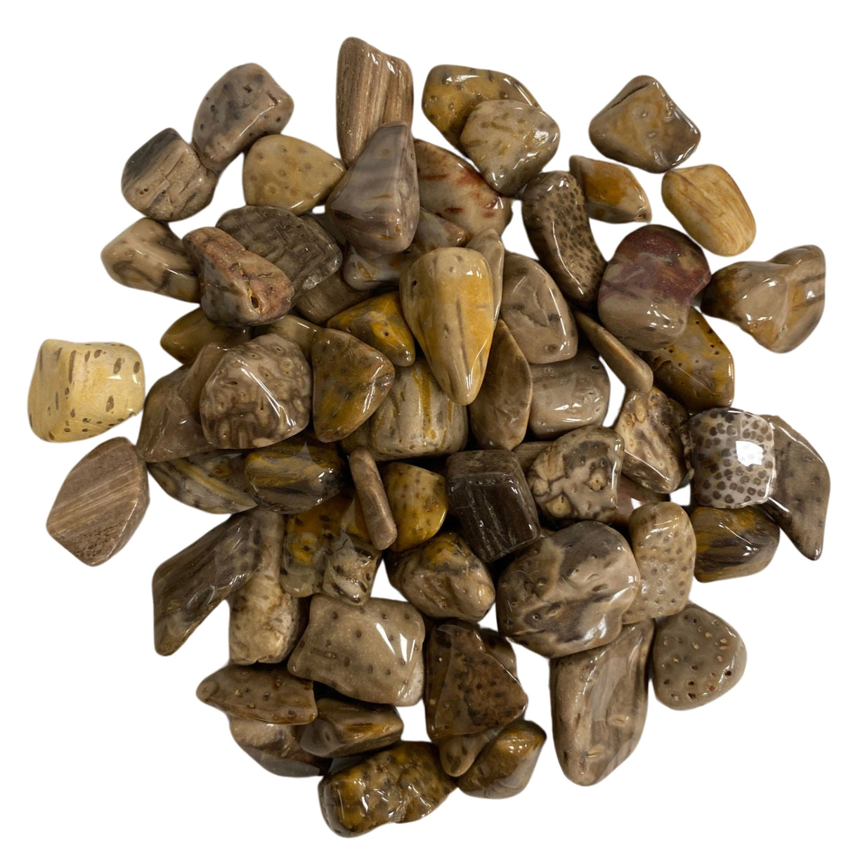 Tumbled Palm Wood stones with a smooth, polished finish and a variety of brown and yellow hues.