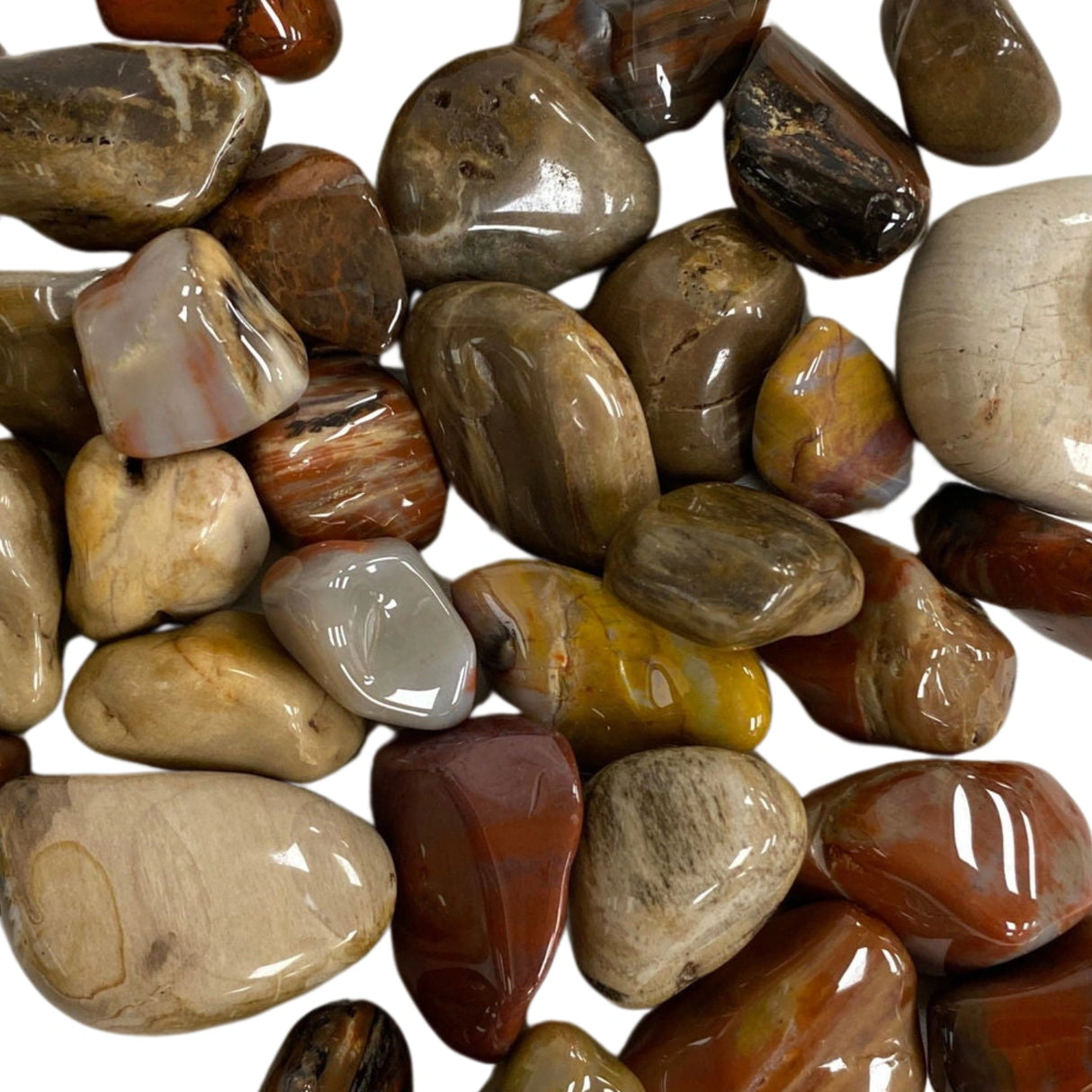 Petrified Wood Tumbled