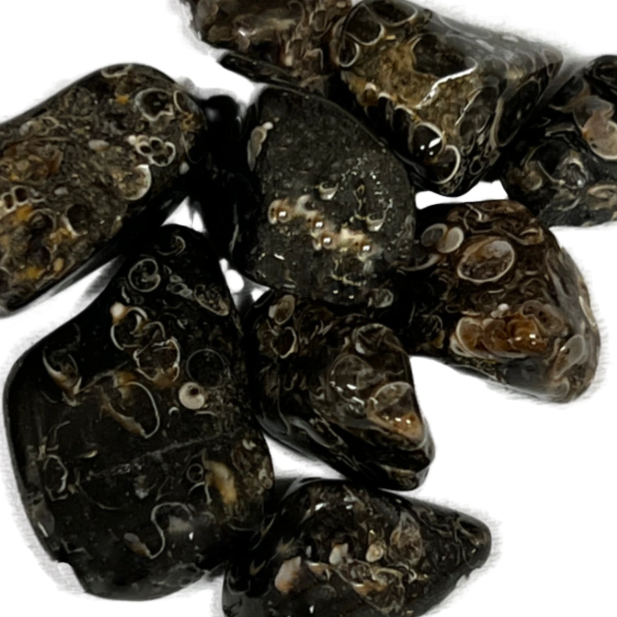 Turritella Agate Tumbled