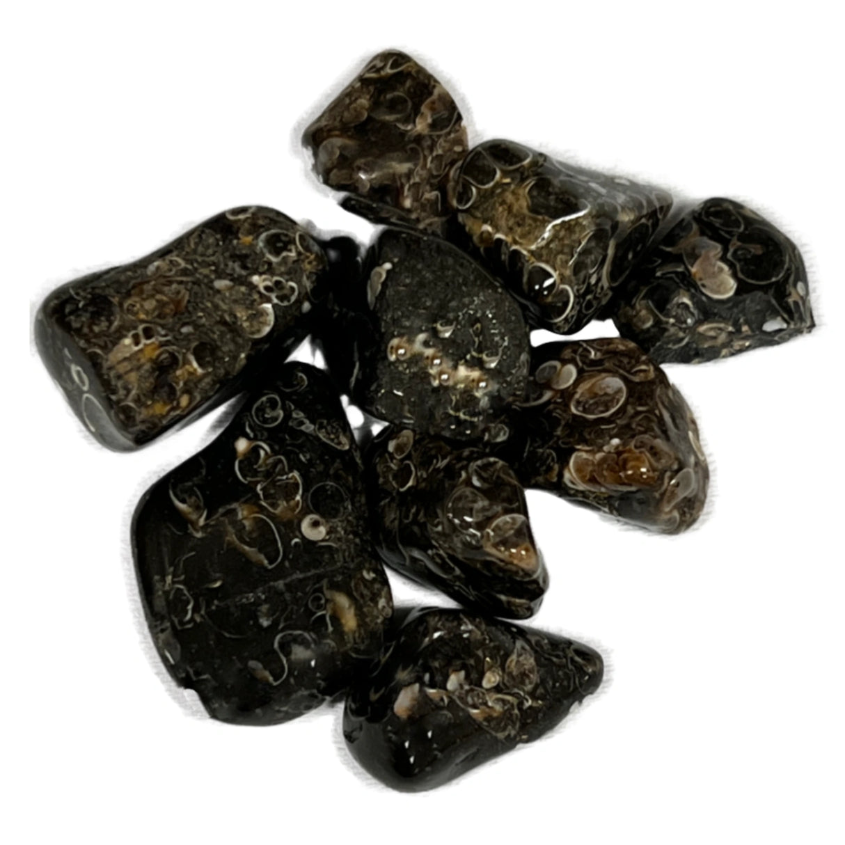 Turritella Agate Tumbled - Black stones with round images of other colors peppered through it