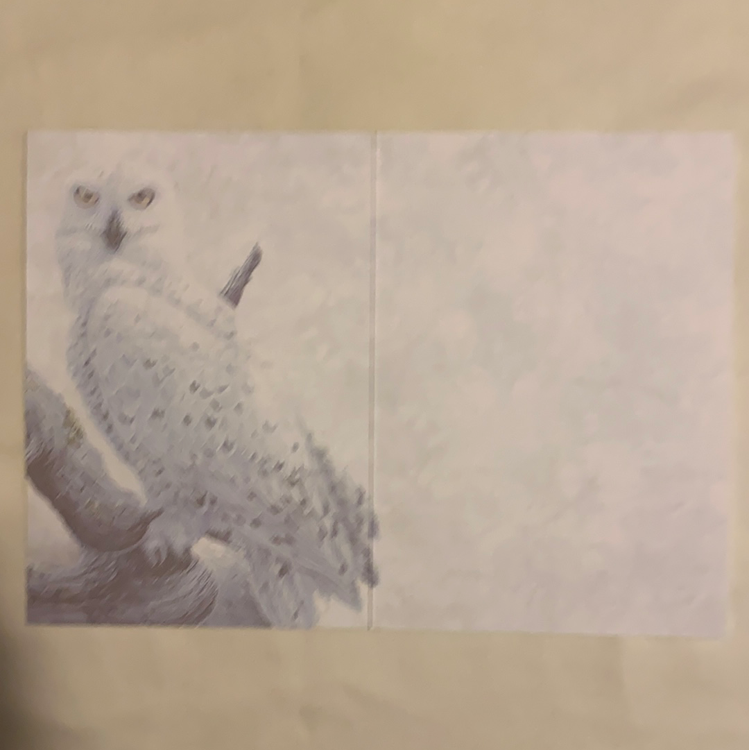 Snowy Owls Greeting Cards