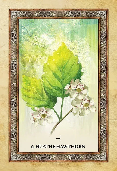 Celtic Tree Oracle Deck - 6