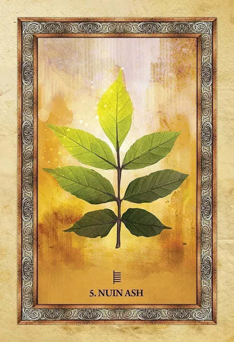 Celtic Tree Oracle Deck - 5
