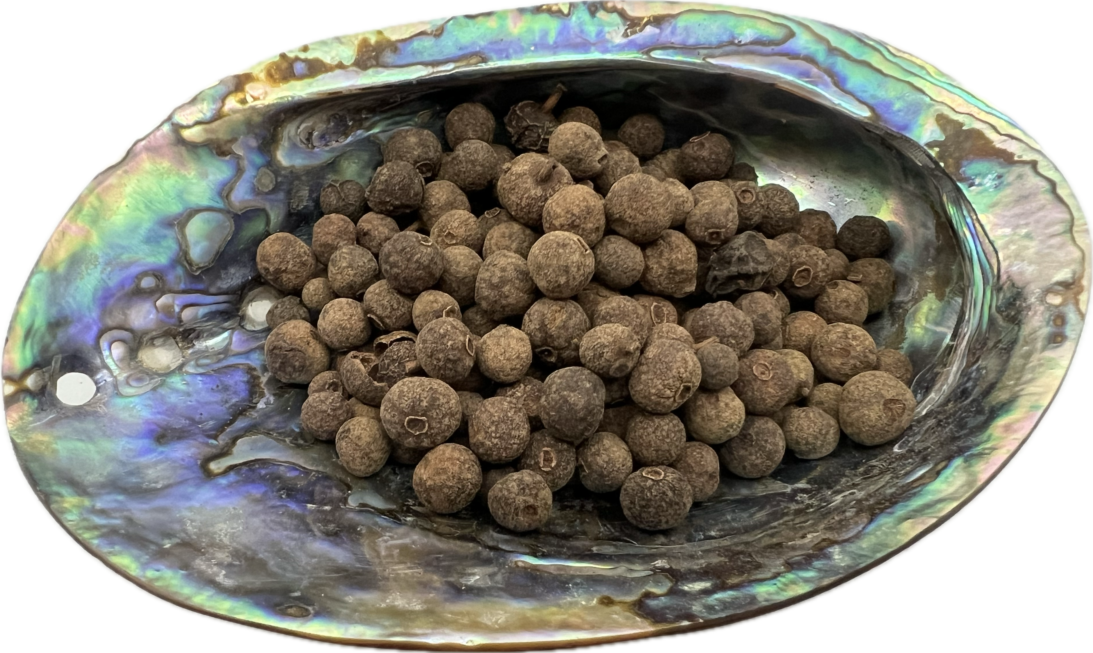 shell bowl filled with round pellet size herbs 