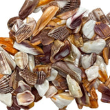 Lion Shell Tumbled