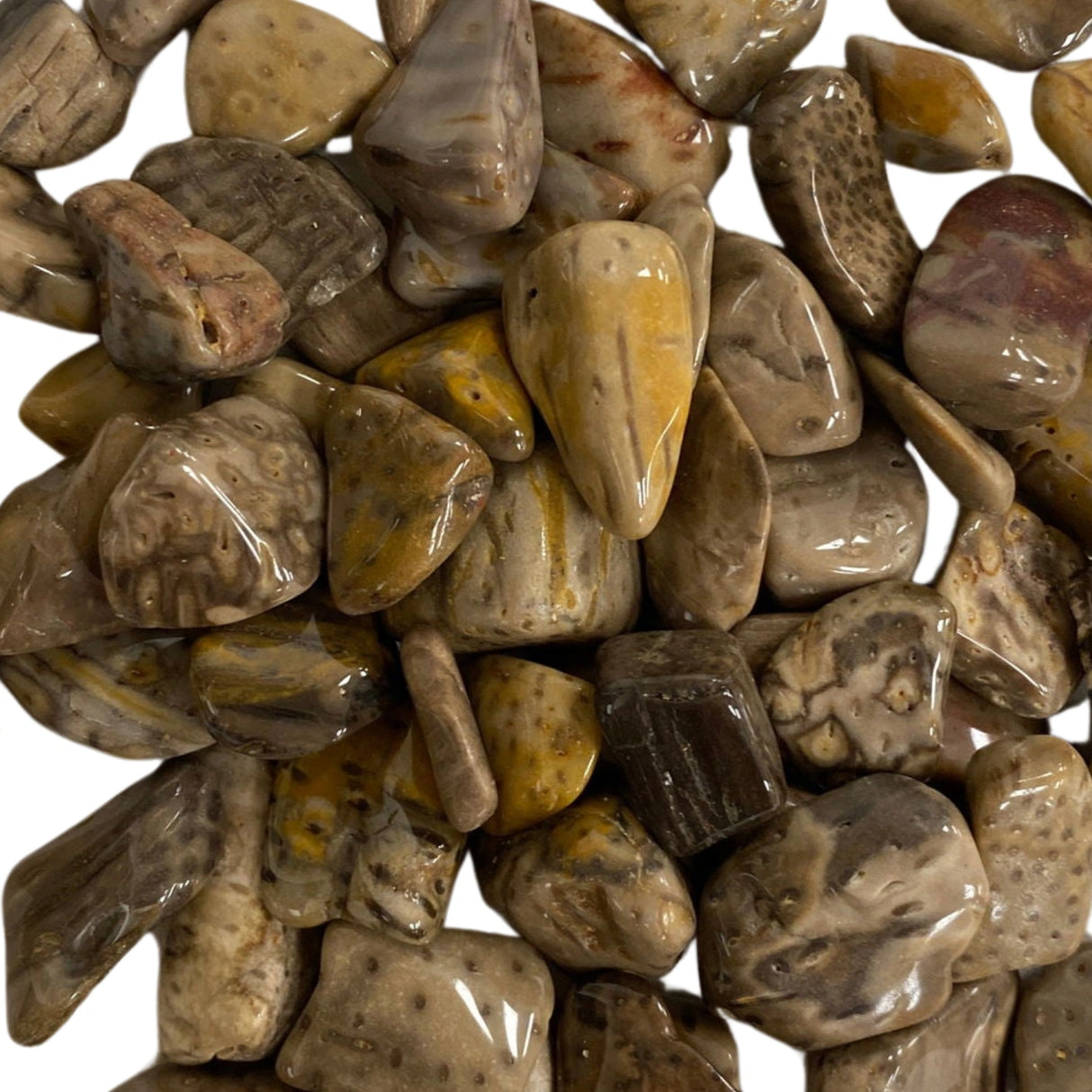 Palm Wood Tumbled
