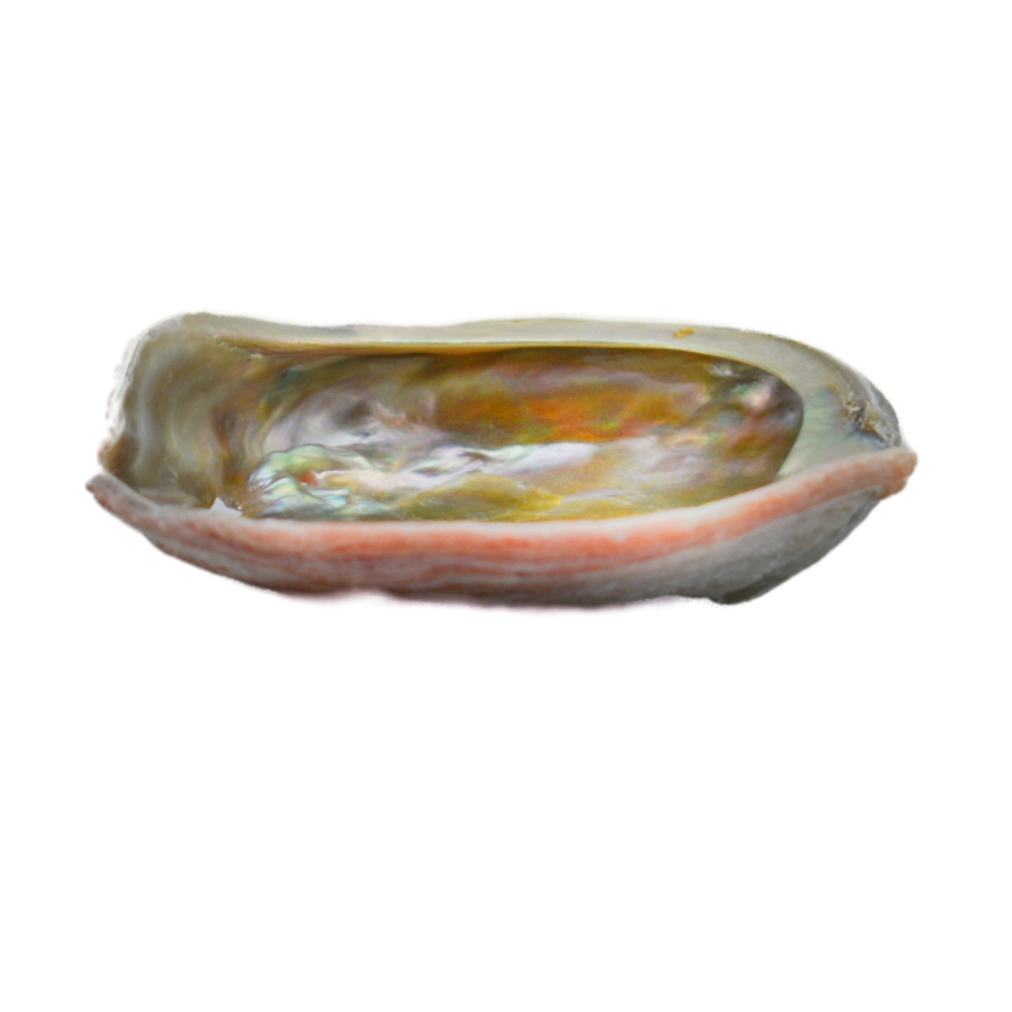 Red Abalone Shell sm