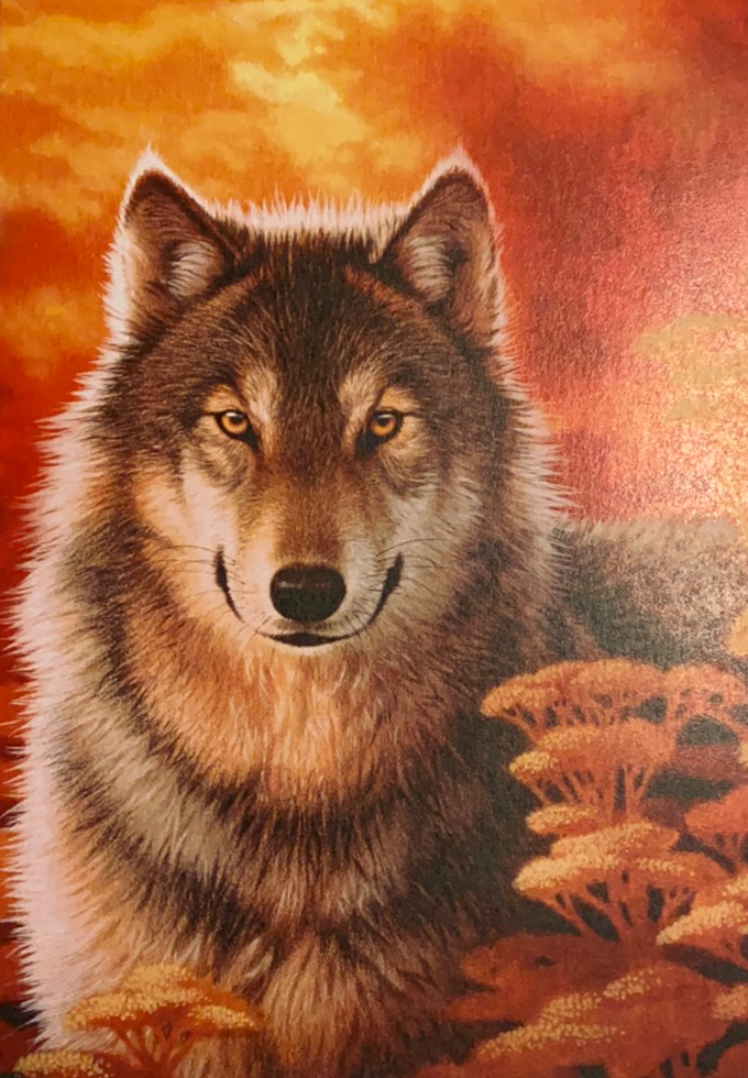 Orange card with drawing of wolf staring back 